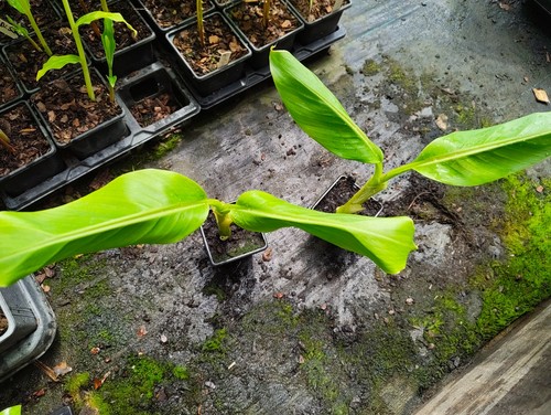 Musa sikkimensis red - musa,