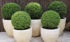 Pair of Ilex Crenata Green