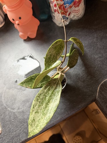 Hoya rangsan plant - hoya,