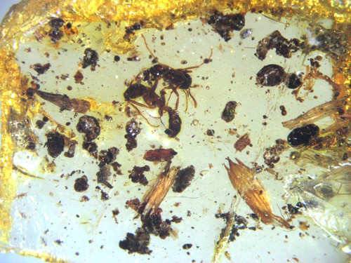 Pliocene amber kenya - pliocene,