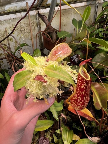 Nepenthes ramos very - very, rare