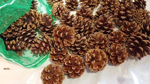 Natural pine cones - pine,