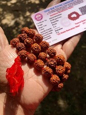 LAB CERTIFIED Natural 5 Mukhi