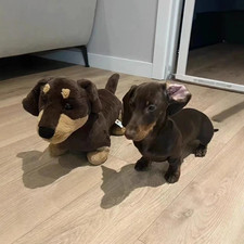 Premium Jellycat Dachshund -