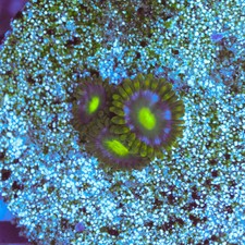 WYSIWYG Blue Steel Zoa - 3