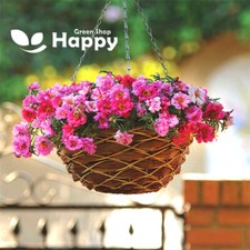 MOSS ROSE FLOWER- Happy Hour