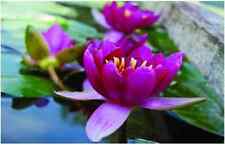 Pygmaea Rubra water lily -