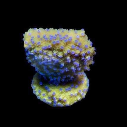 Aquacultured melonberry - aquacultured,