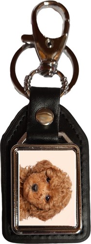 Miniature poodle dog - miniature, pet