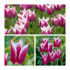 Claudia Tulips x 100 Flower Bulbs. Stunning and Unusual Reddish-Purple Flowers