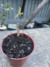English Oak Sapling