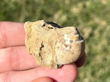 Texas Fossil Gastropod in