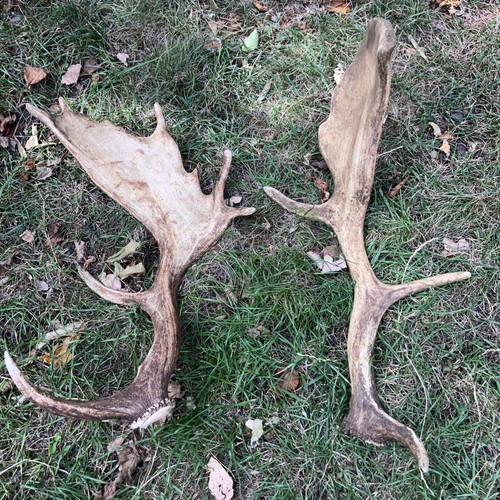 Pair fallow antlers - fallow,