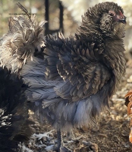 Fertile frizzle easter - frizzle,