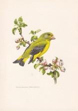 1960  GREENFINCH Bird Print - Vintage Bird Wall Art - Decor - 7.5 x 10.6 Inches