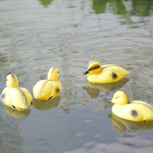 Floating duck ducklings - duck,