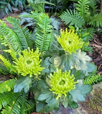Indian Chrysanthemum indicum Anastacia Dark lime 9cm Pot