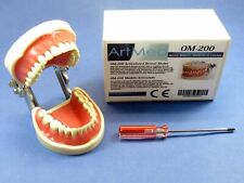 Dental Typodont | Universal