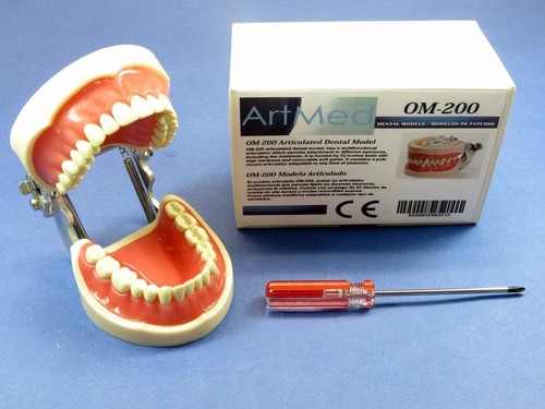 Dental typodont universal - |,