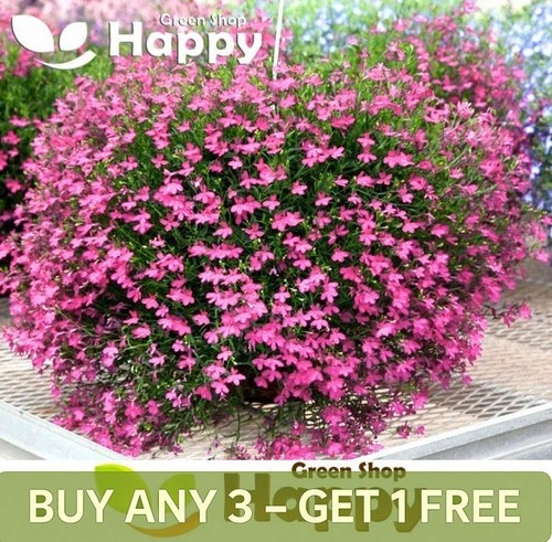 Trailing lobelia cascade - cascade, lilac