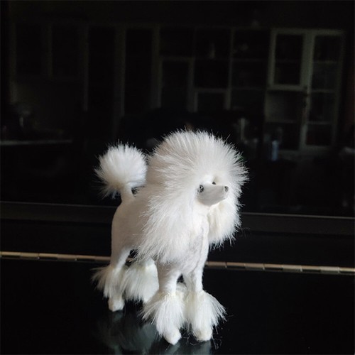 Inch mini poodle - 4,