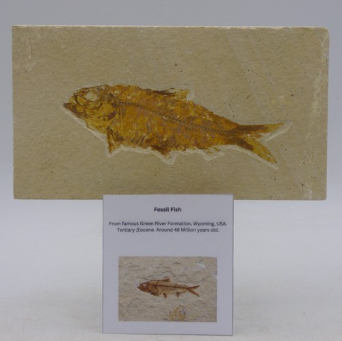 Fossil knightia fish gift - knightia,