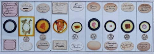 Nine antique microscope - nine, slides