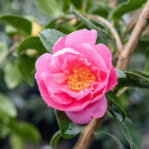 Camellia winter joy 9cm - camellia,