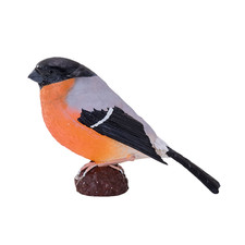 Eurasian Bullfinch wild