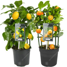 Lemon orange tree combo - tree,