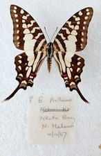 Graphium Antheus Female