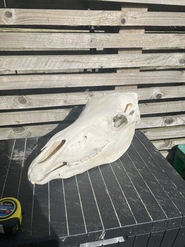 Real horse pony skull - real,