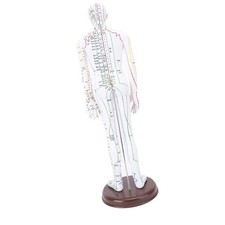 52cm Acupuncture Model Human