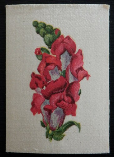 Antirrhinum english flowers - antirrhinum,