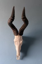 TAXIDERMY RED HARTEBEEST SKULL
