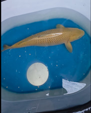 24in Chagoi E3f  Huge Koi