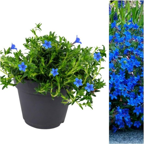 Lithodora plant outdoor - lithodora,
