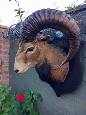 Taxidermy Domestic Rams Head
