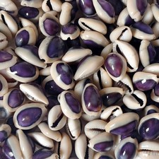Purple Cowrie Shells with