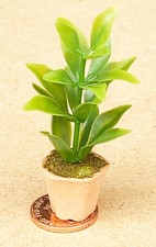 Dolls House Light Green