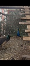 3 India Blue Peafowl Hatching