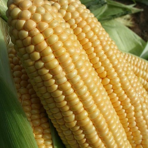 Sweet corn goldcrest pack - sweet,