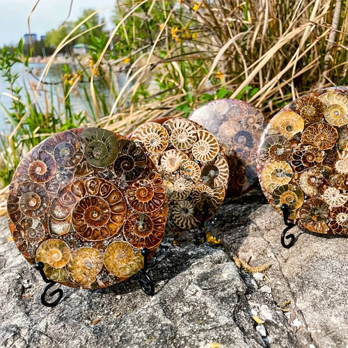 Large fossil disc with natural - fossil,