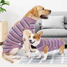Dog Abdominal Wound Surgical