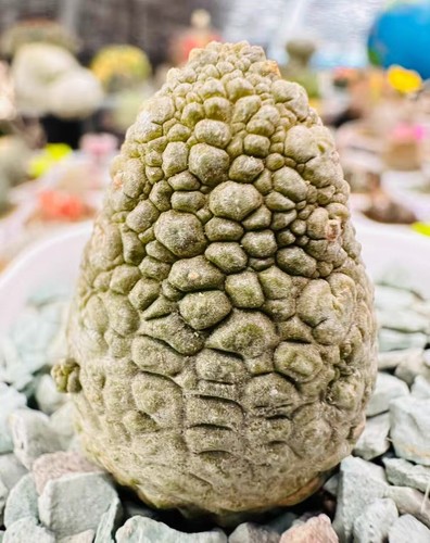 Rare pseudolithos migiurtinus - rare,