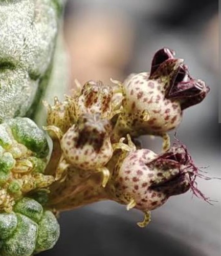 Pseudolithos harardheranus no - pseudolithos,