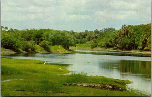 White herons myakka state - at,