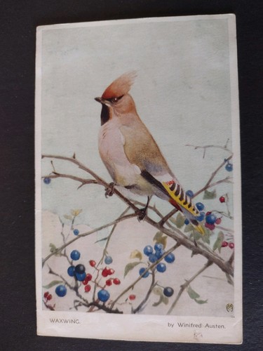 Bird postcard waxwing - postcard,, waxwing,