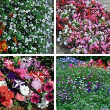 T&M Hanging Basket Collection