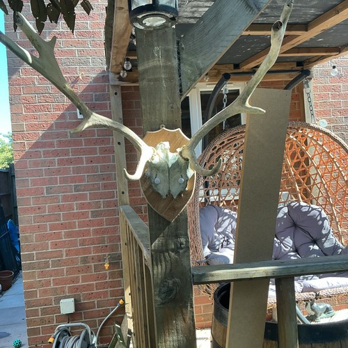 Collect only fallow - fallow, deer